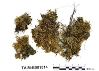 藏品(互生鱗葉苔)的圖片